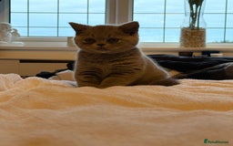 British Shorthair cats for sale: READY COLLECTION THIS WEEKEND! Bsh babies  - Image 11