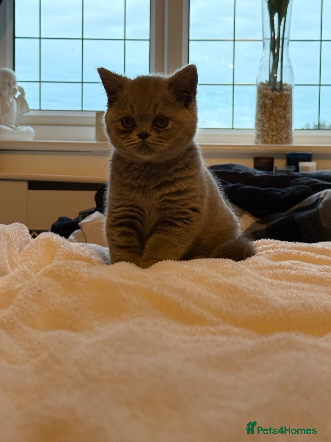 British Shorthair cats for sale: READY COLLECTION THIS WEEKEND! Bsh babies  - Image 11