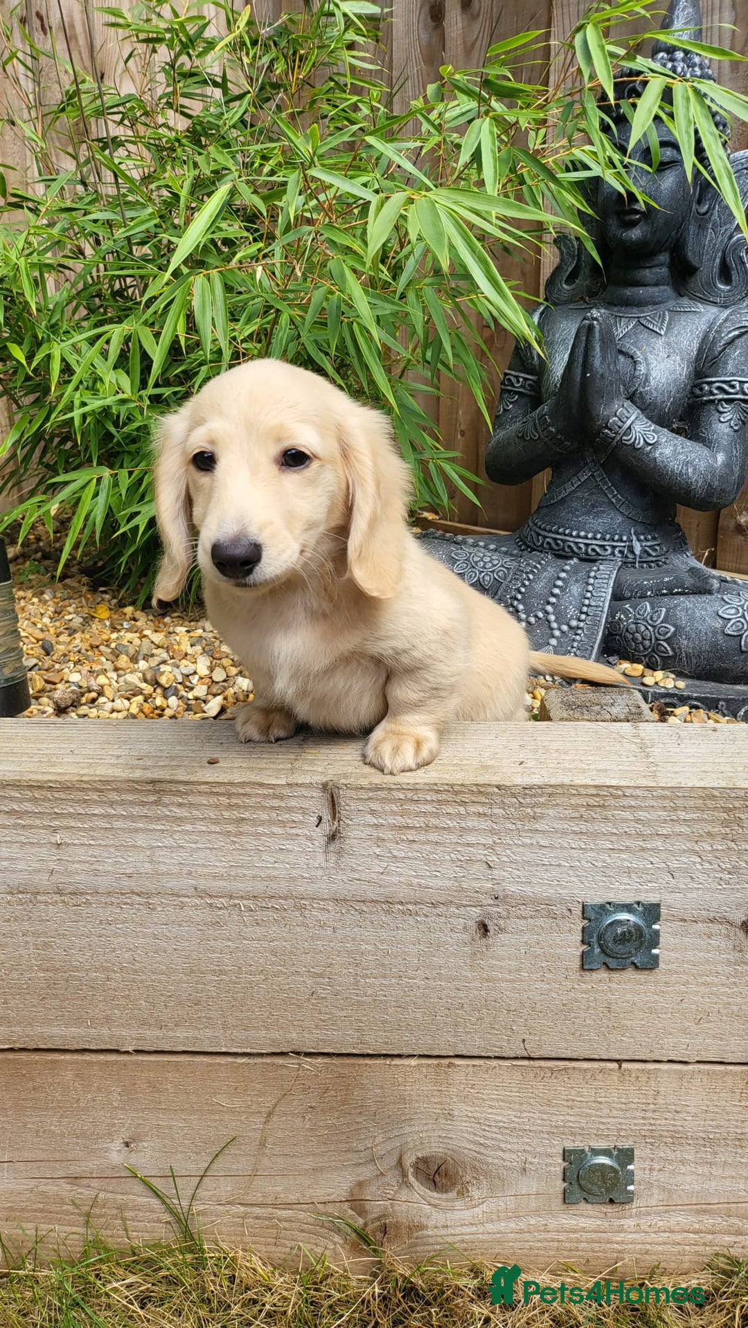 Dachshund dogs for sale: Cream boy and girl Miniature dachshund - Image 32