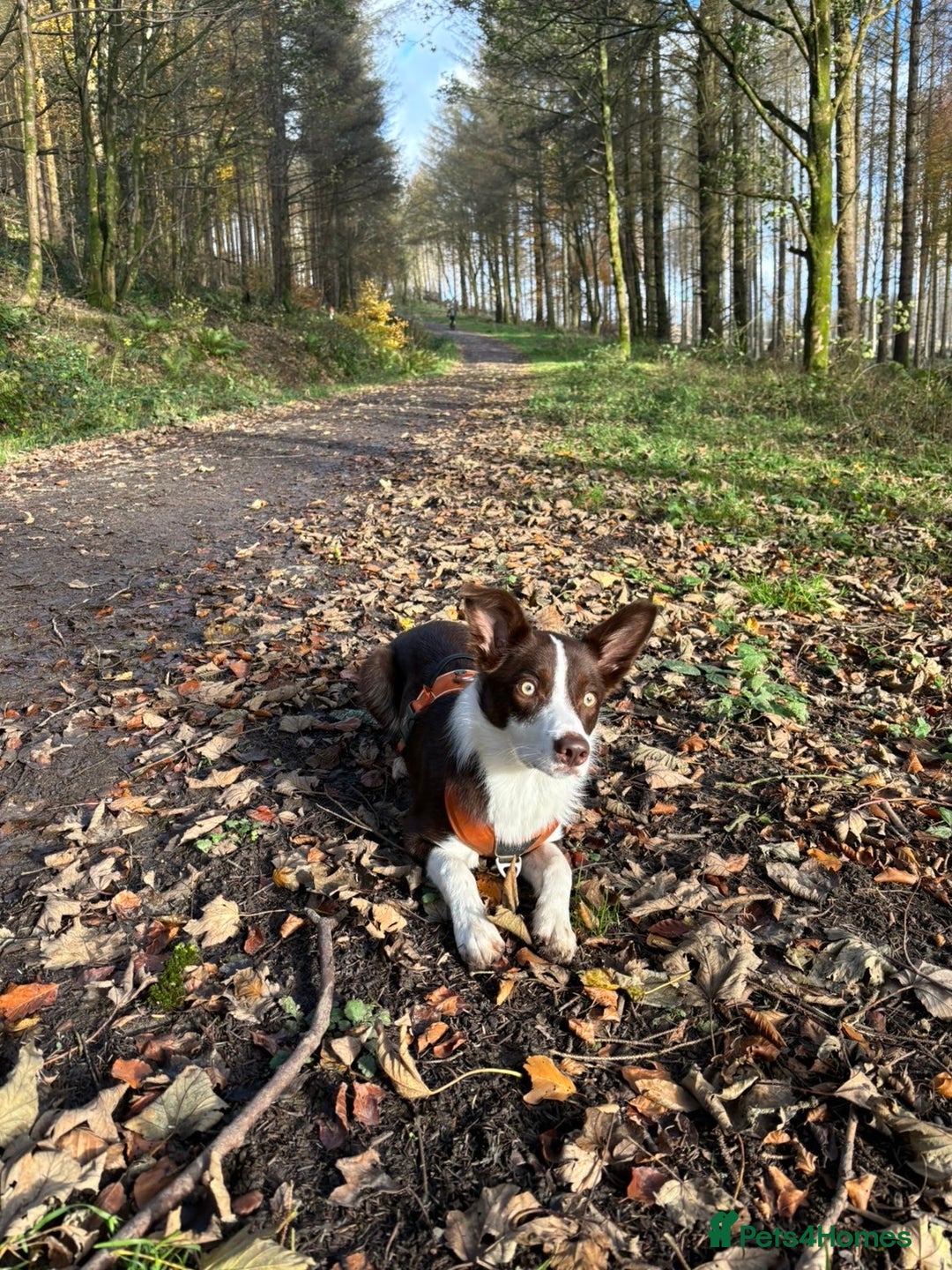 Border Collie dogs for sale: 10 month old Pure Border Collie 🐾 - Advert 4