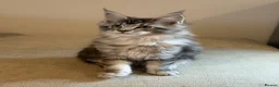 Maine Coon cats for sale: TICCA Registered MaineCoon Kittens (Pet Only)  - Advert 10