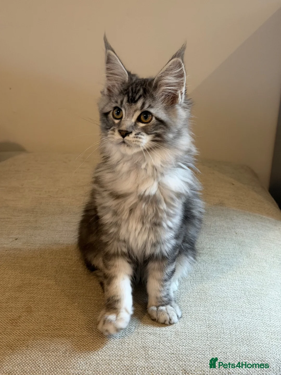 Maine Coon cats for sale: TICCA Registered MaineCoon Kittens (Pet Only)  - Advert 10