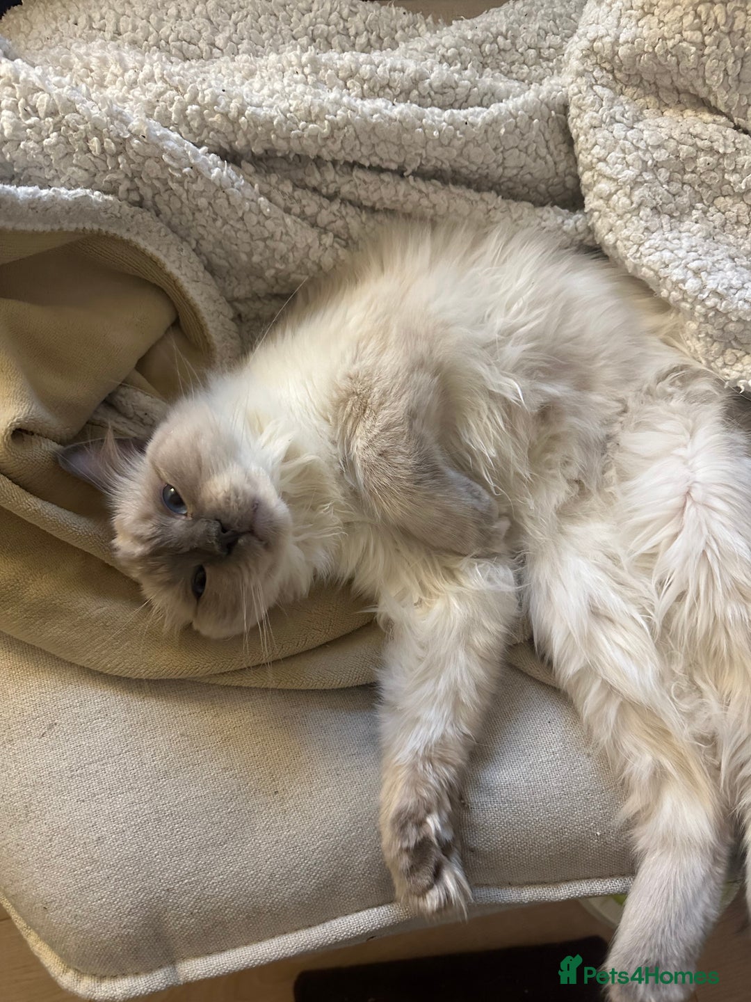 Ragdoll cats for sale: Affectionate Ragdoll Boy needing forever home - Advert 3