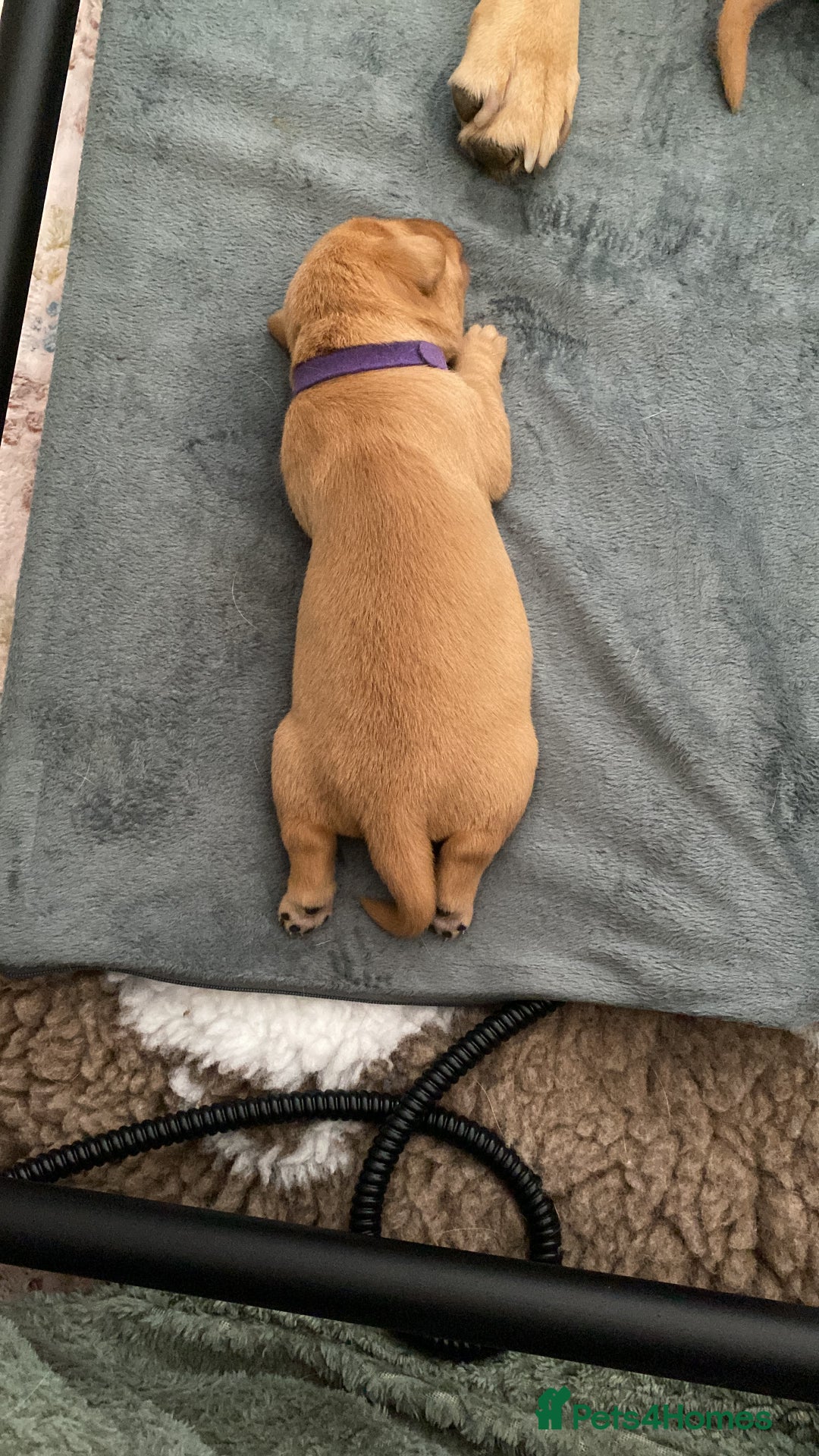 Labrador Retriever dogs for sale: Beautiful Fox Red Labrador KC Reg Puppies  - Advert 23