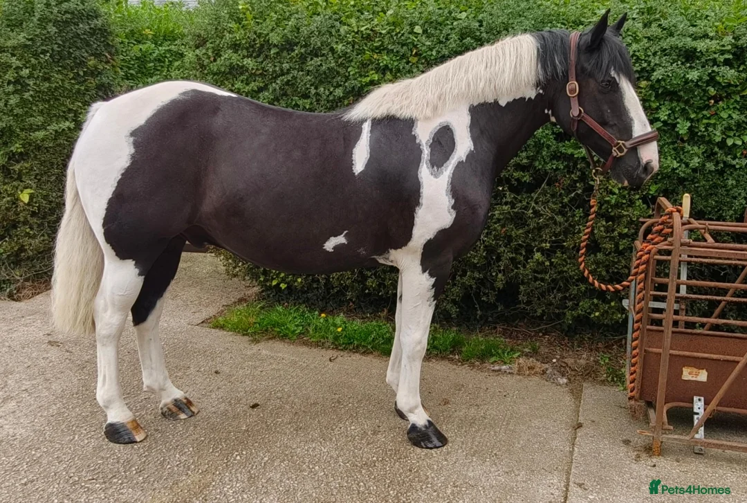 Irish Cob horses for sale: 8yo cob x project in Lancaster - Advert 2