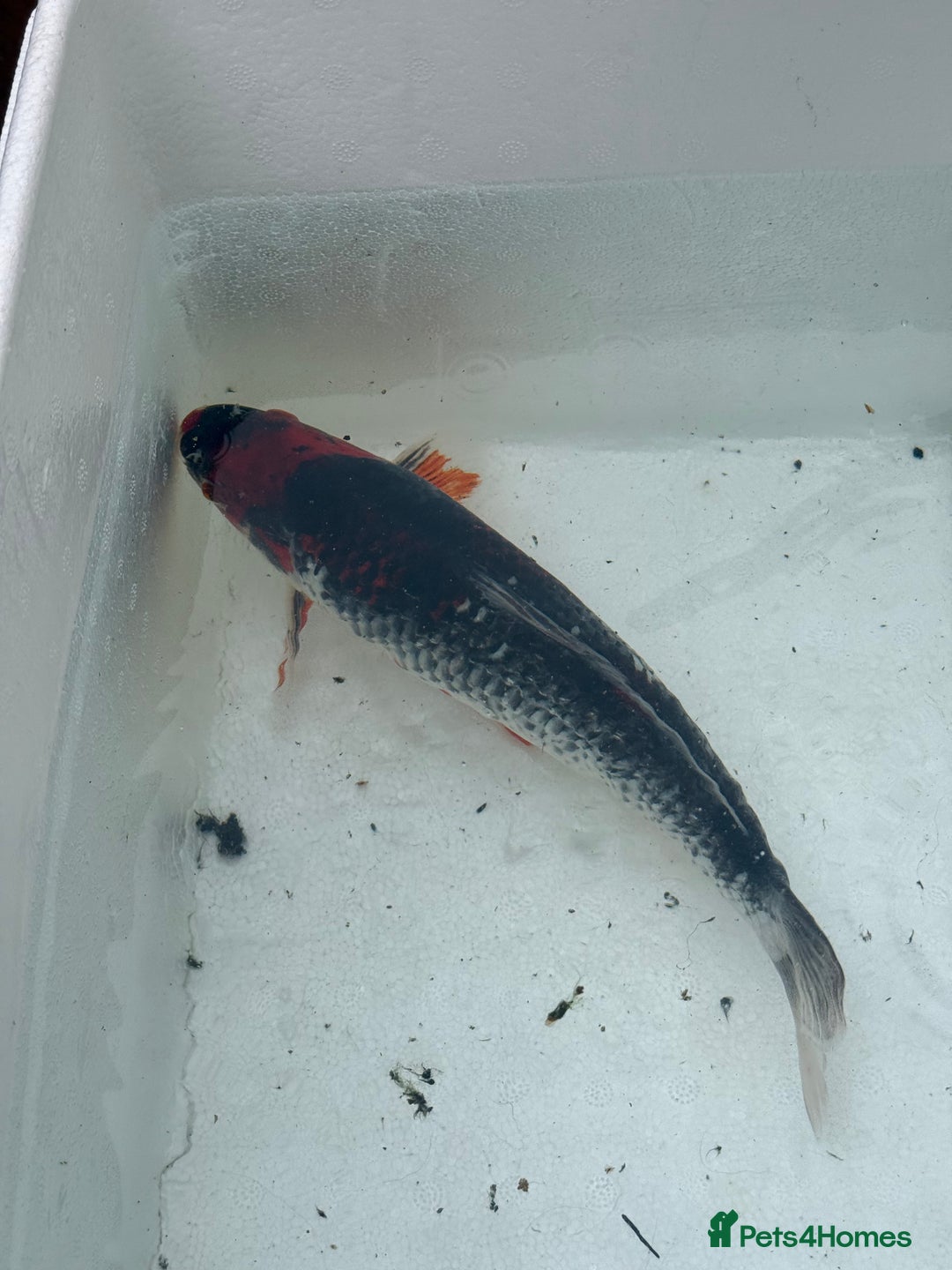 Koi Carp fish for sale: 3 Koi Carps with Blagdon Affinity Corner Grand - Advert 7