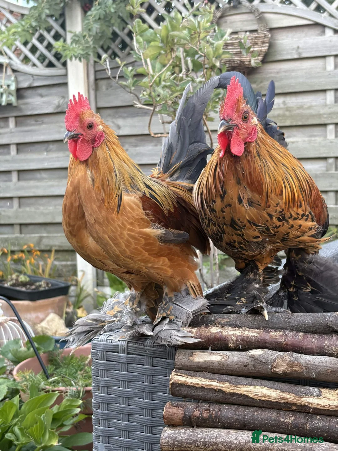 Chickens poultry for sale: Urgently Need Homes For 3 Cockerels! - Advert 1
