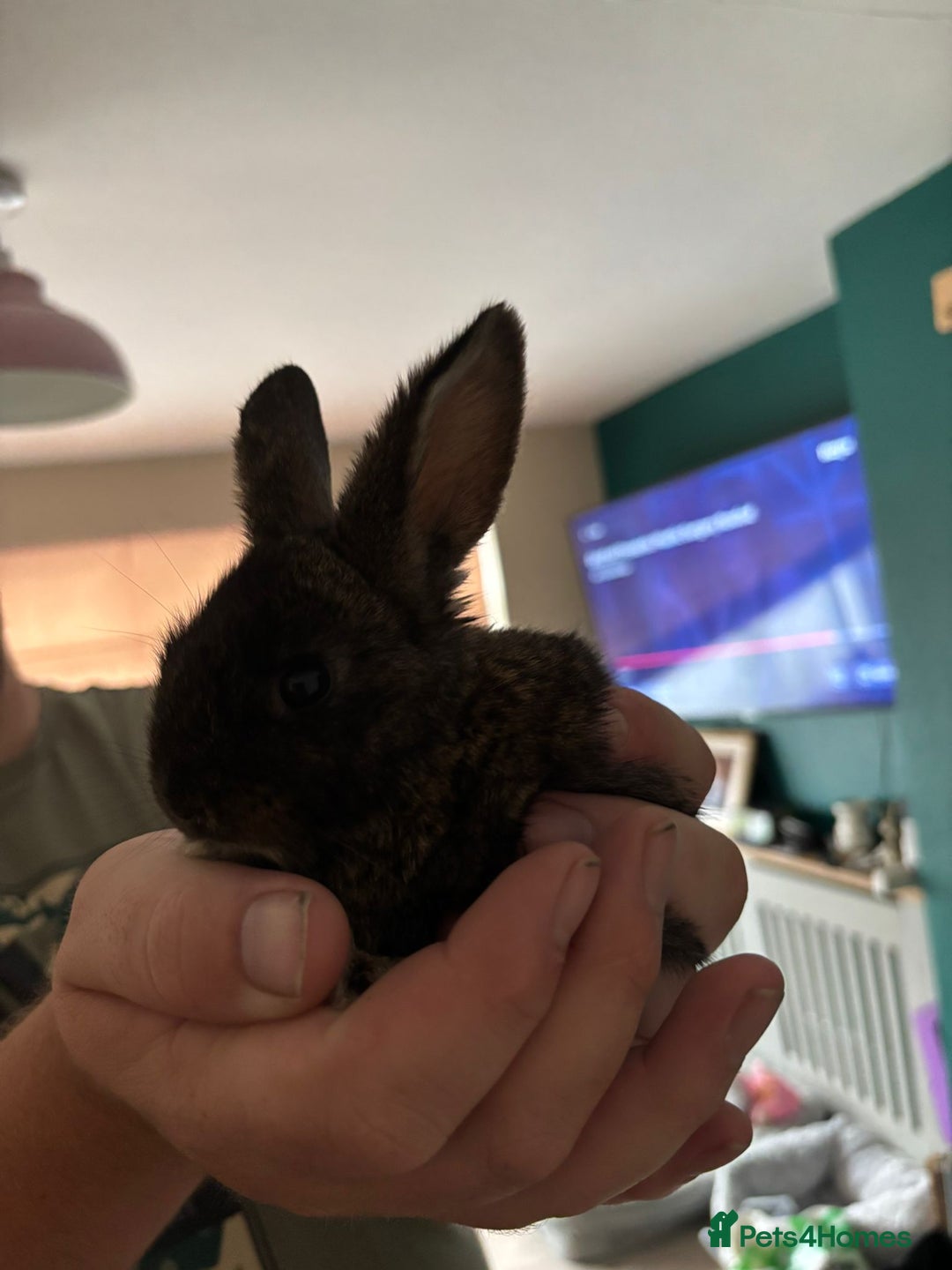 Mini Lop rabbits for sale: 8 baby rabbits - Image 12