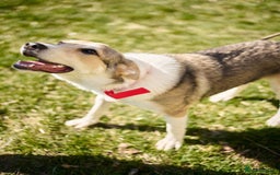 Mixed Breed dogs for adoption: 💖🐶 NINA 🐶💖 - Image 7