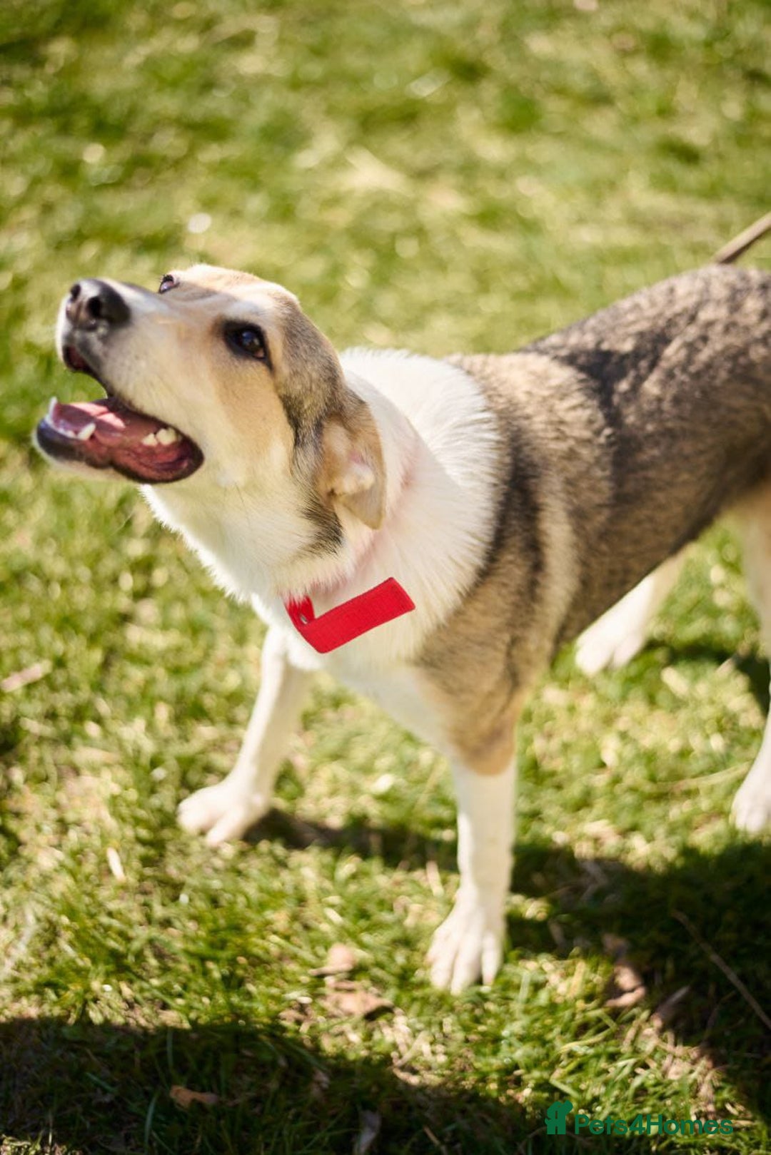 Mixed Breed dogs for adoption: 💖🐶 NINA 🐶💖 - Image 7