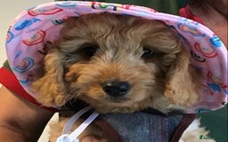 Cockapoo dogs for sale: 5* F1B Miniature Labradoodle Puppies - Image 7