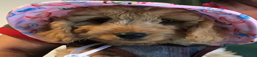 Cockapoo Puppy 3