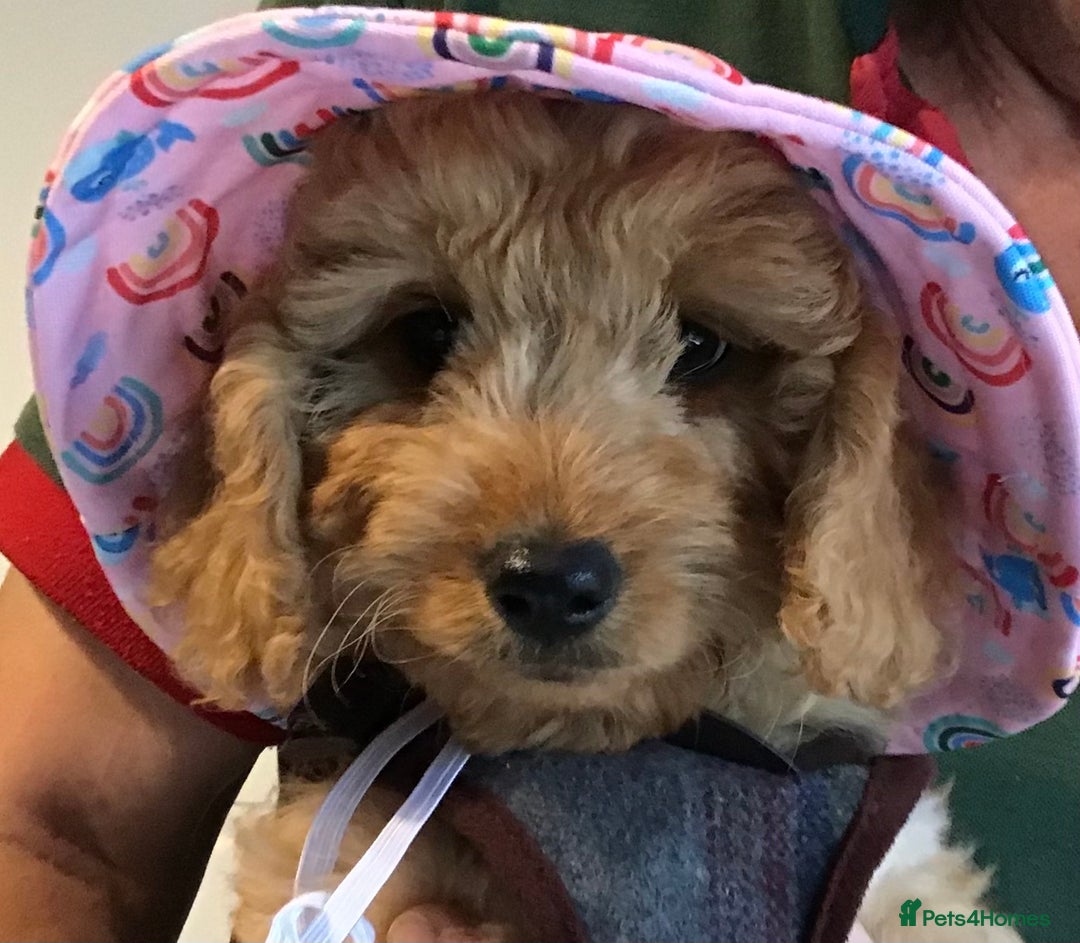 Cockapoo dogs for sale: 5* F1B Miniature Labradoodle Puppies - Image 7