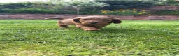 Cockapoo dogs for sale: Gorgeous F1B Tan Boy  - Advert 5