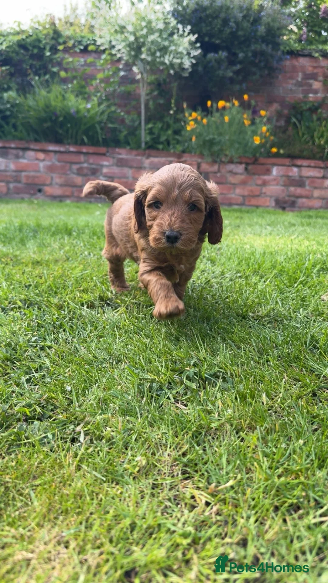 Cockapoo dogs for sale: Gorgeous F1B Tan Boy  - Advert 5
