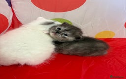 Persian cats for sale: Lilly  - Image 2