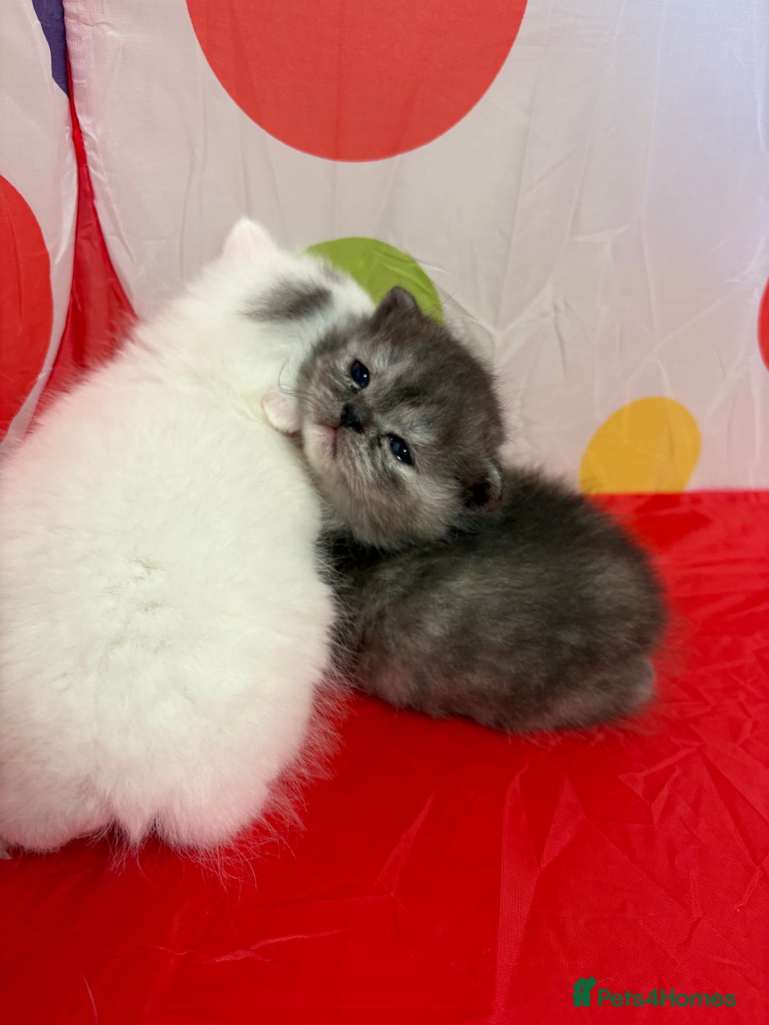 Persian cats for sale: Lilly  - Image 2