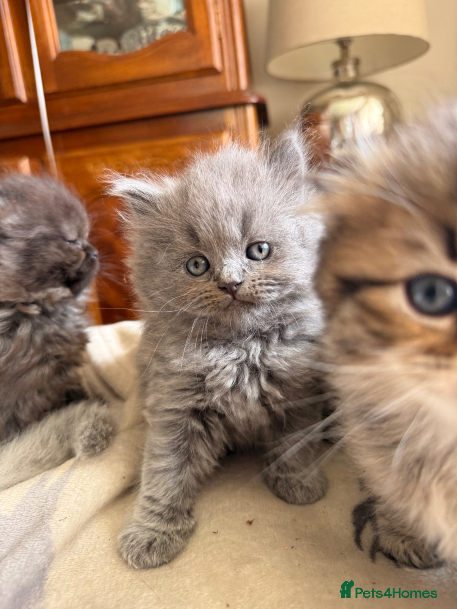 British Shorthair cats Plush rainbow litter of BSH x SF for viewing  - Advert 1