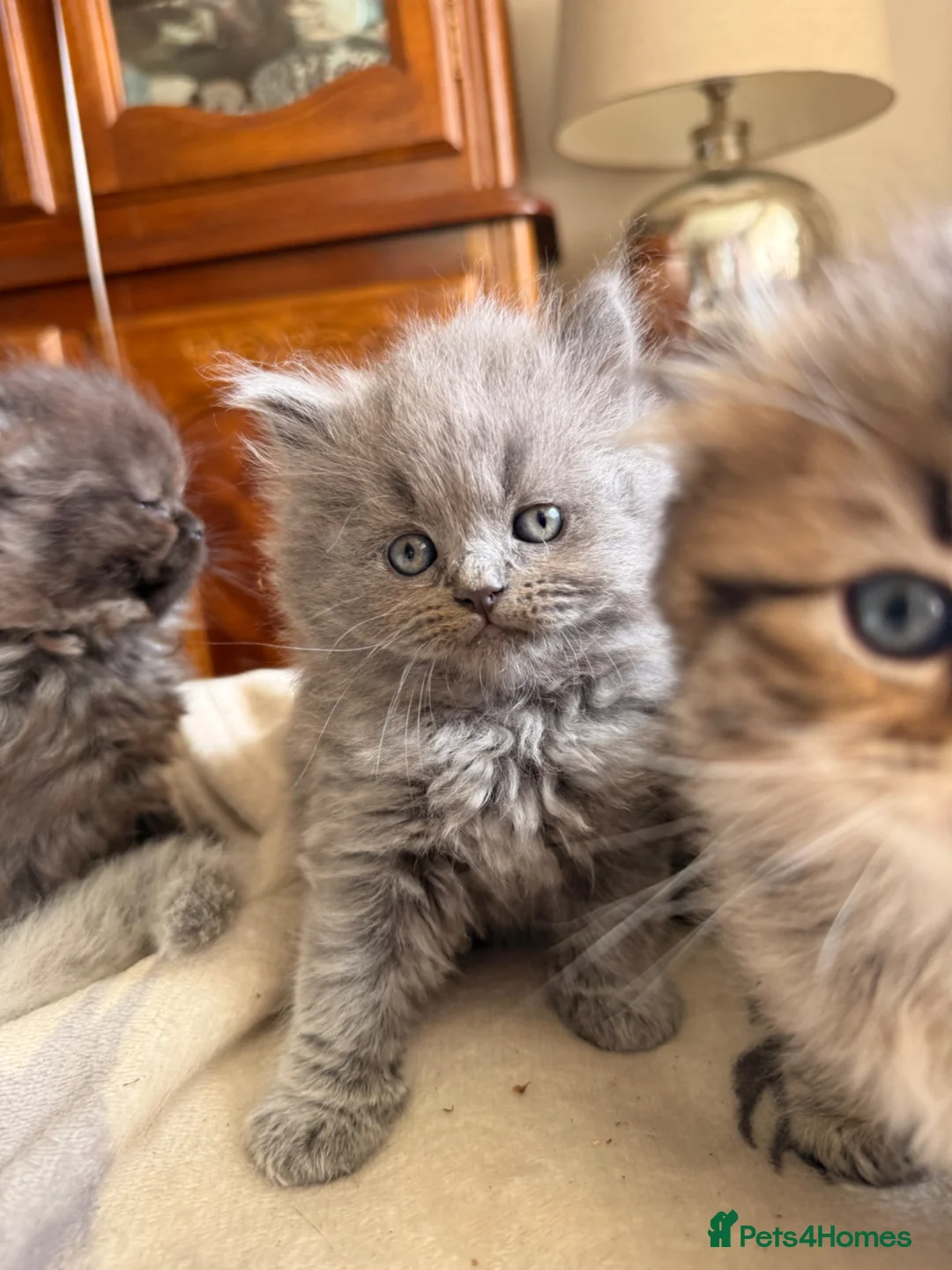British Shorthair cats for sale: Plush rainbow litter of BSH x SF for viewing  - Advert 1