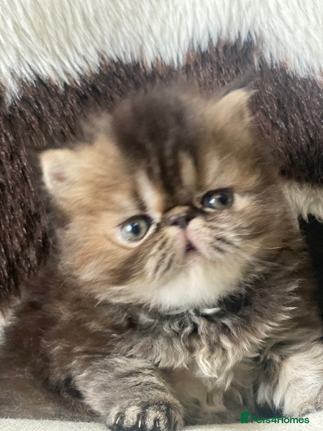 Persian cats for sale: GCCF PURE BRED PKD and PRA CLEAR PERSIAN EXOTICS  - Image 17