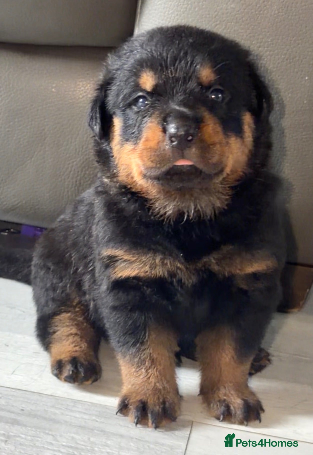 Rottweiler dogs Full German Rottweiler  - Advert 12