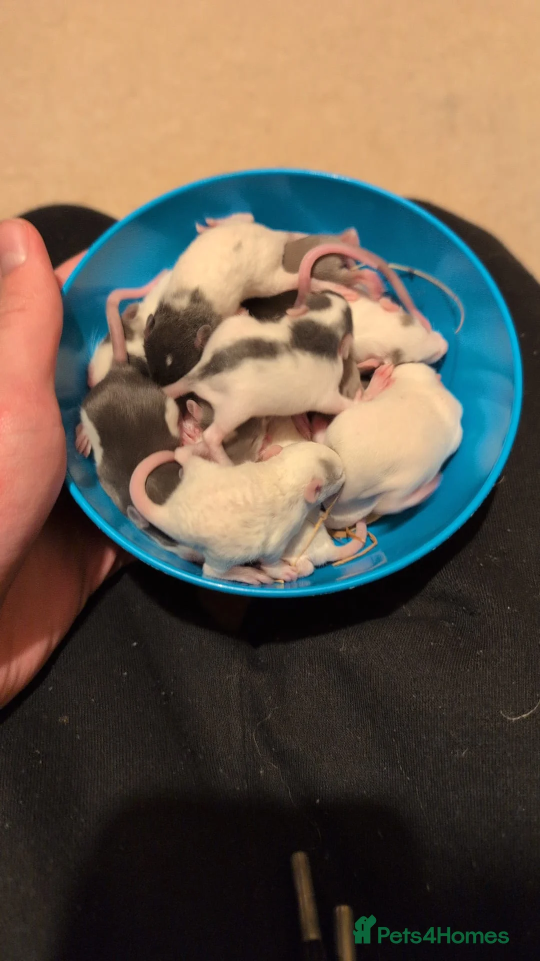 Rat rodents for sale: Multiple different Breeds, hand tame rats - Advert 8