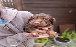 Cocker Spaniel dogs for sale: Working cocker spaniels  - Image 5