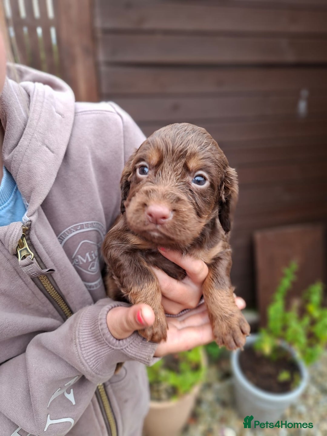 Cocker Spaniel dogs for sale: Working cocker spaniels  - Image 5