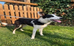 Border Collie dogs for sale: 8 month old border collie - Female - Image 2