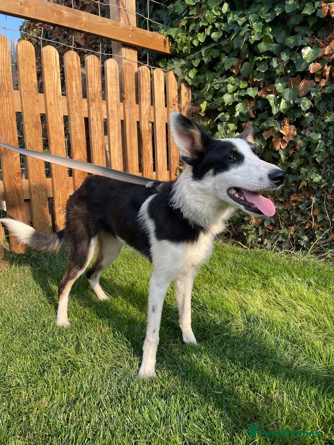 Border Collie dogs for sale: 8 month old border collie - Female - Image 2