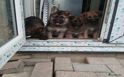 German Shepherd dogs for sale: Beautiful German Shepherd Puppies - Image 3