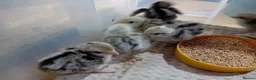 Quail poultry for sale: Snowflake Bobwhite Quail Chicks - Advert 15