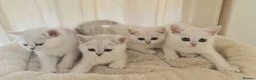 British Shorthair cats for sale: BRITISH SHORTHAIR KITTEN BLUE EYES  - Advert 23