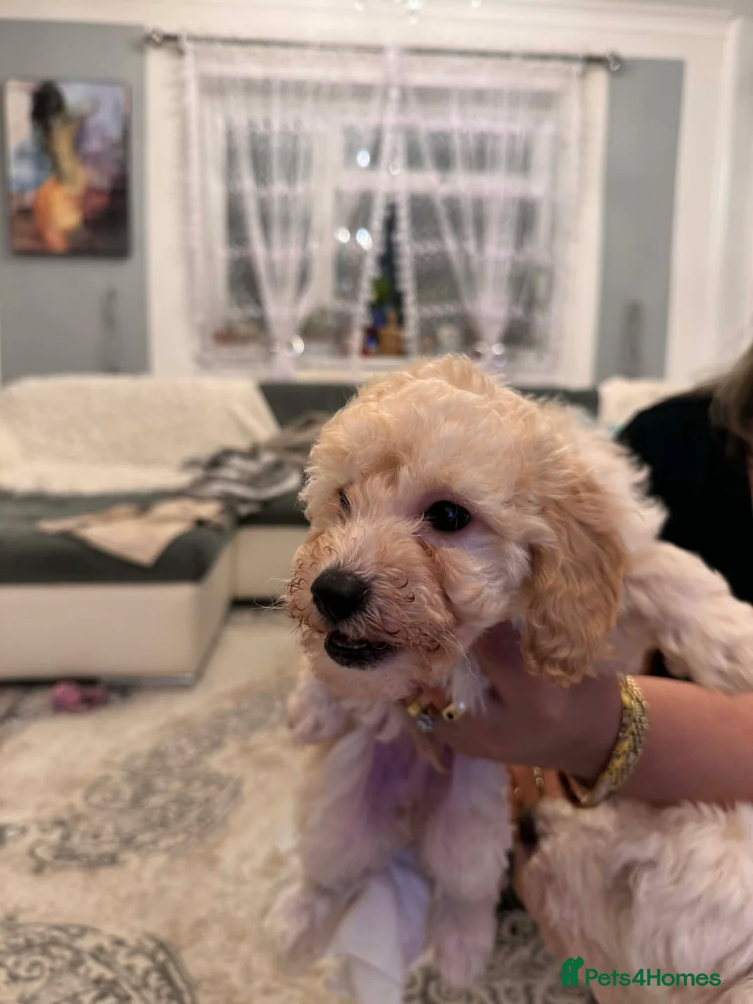 Mixed Breed dogs for sale: Toy poodle - Advert 7