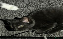 Mixed Breed cats for sale: 4 kittens for sale from 2 litters - Image 16