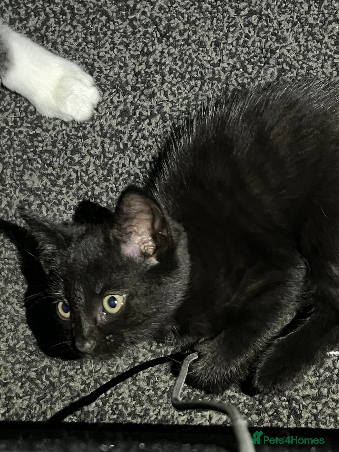 Mixed Breed cats for sale: 4 kittens for sale from 2 litters - Image 16