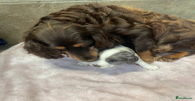 Cocker Spaniel dogs 1 Merle girl colored cocker spaniel   - Advert 1