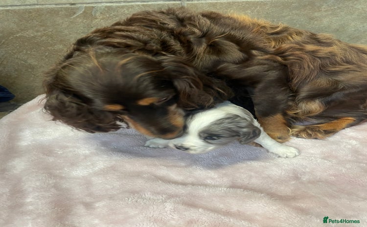 Cocker Spaniel dogs - Advert 1