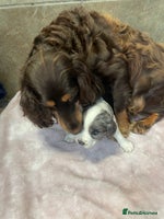 Cocker Spaniel dogs 1 Merle girl colored cocker spaniel - Advert 15