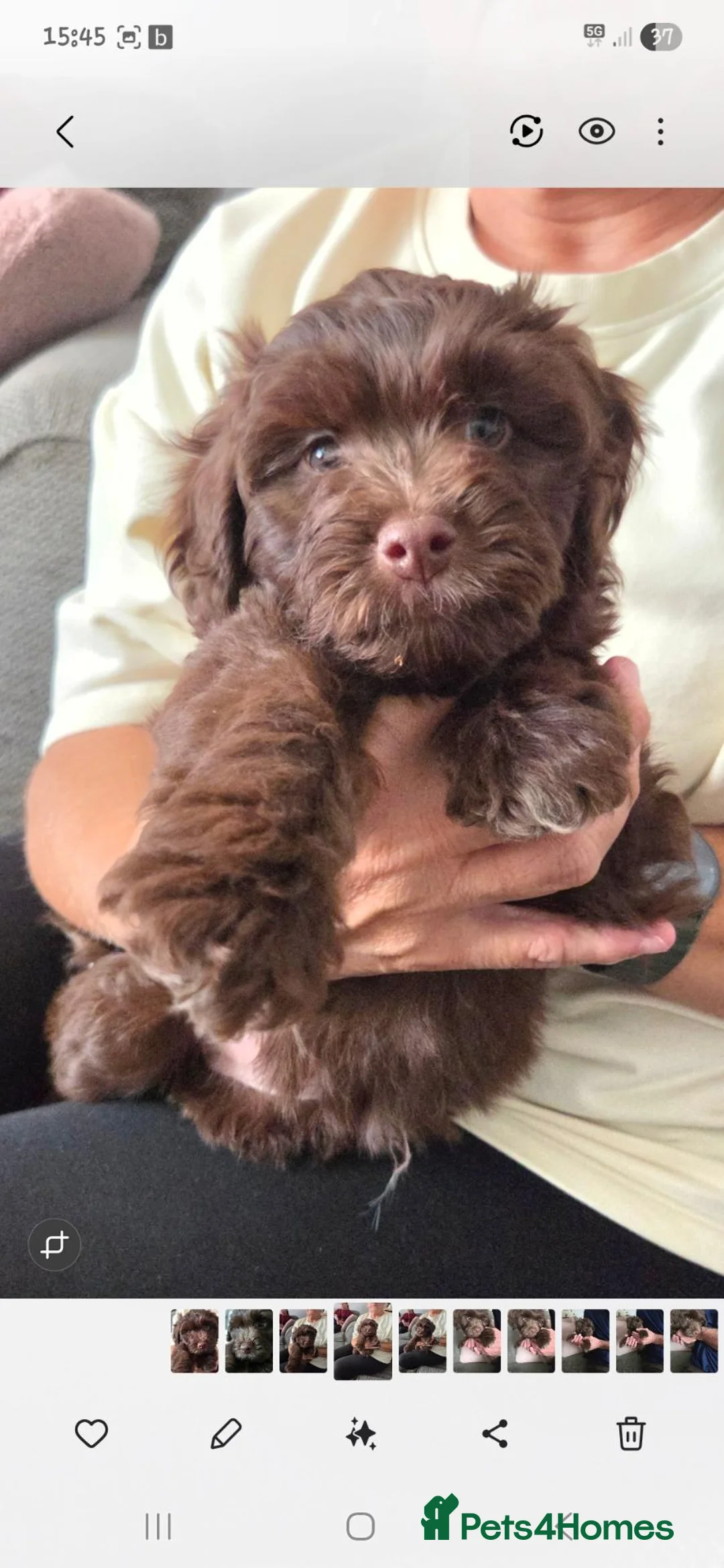 Cockapoo dogs for sale: Cute little cockapoo female puppy  in Gloucester - Advert 2