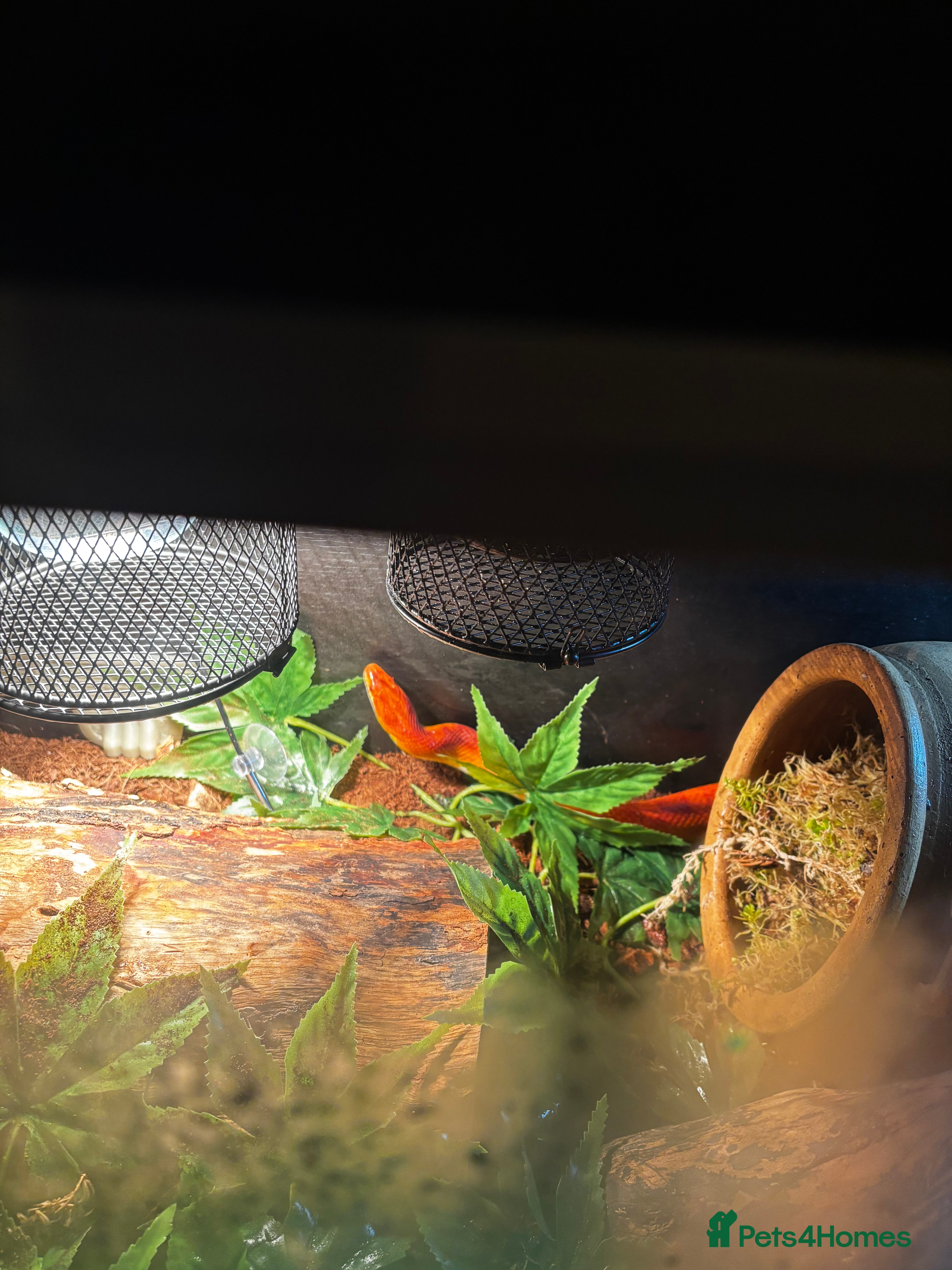 Corn Snake reptiles Bertha the female corn  - Advert 18