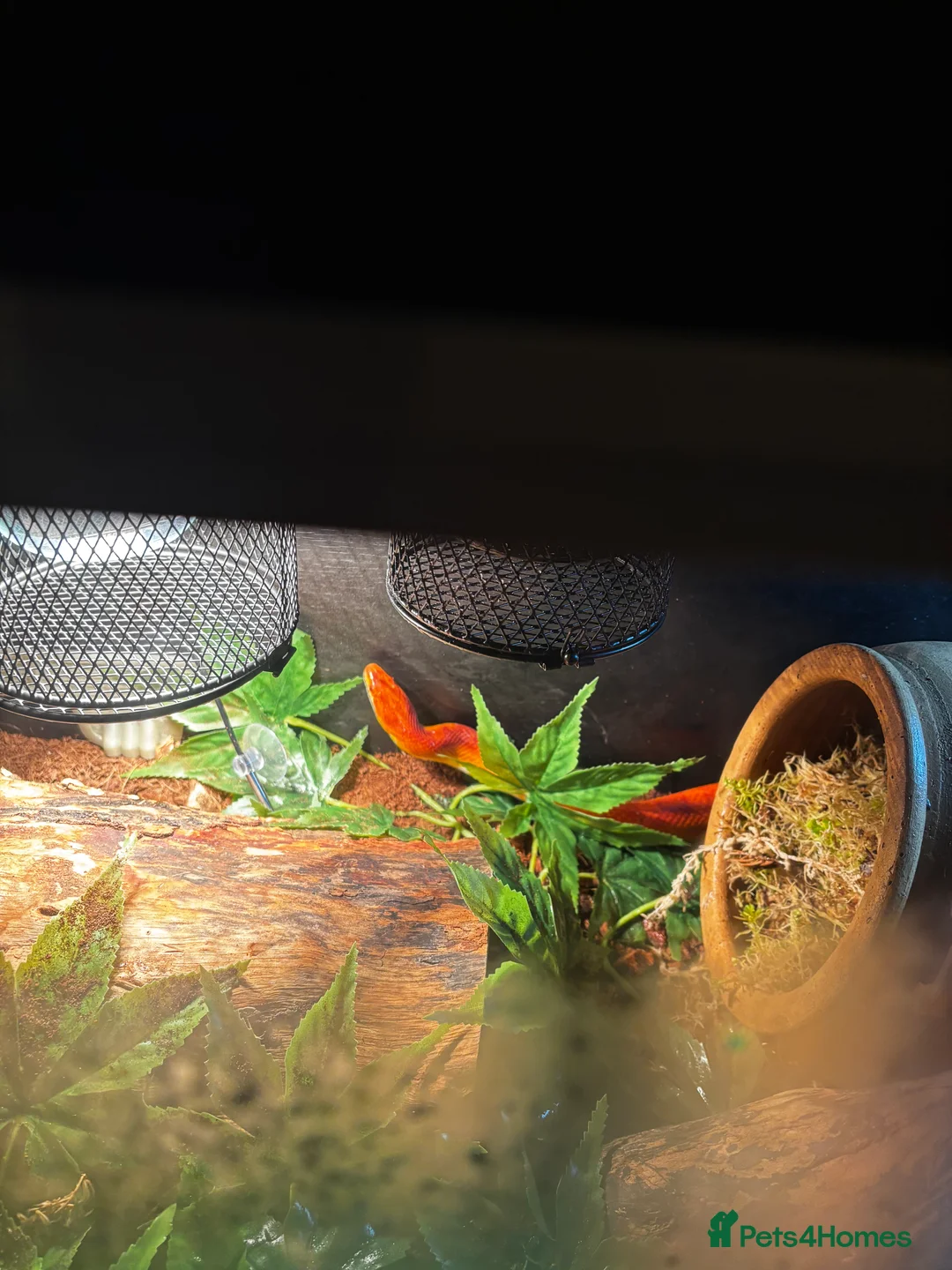 Corn Snake reptiles for sale: Bertha the female corn  - Advert 1