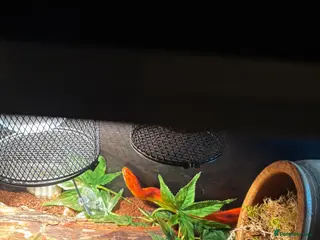 Corn Snake reptiles Bertha the female corn - Advert 1