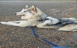 Alaskan Malamute dogs for sale: 1 year old Alaskan Malamute girl to good home. - Image 4