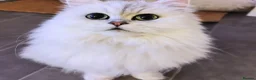 Persian cats for sale: URGENT REHOMING PERSIAN SILVER CHINCHILLA  - Advert 11