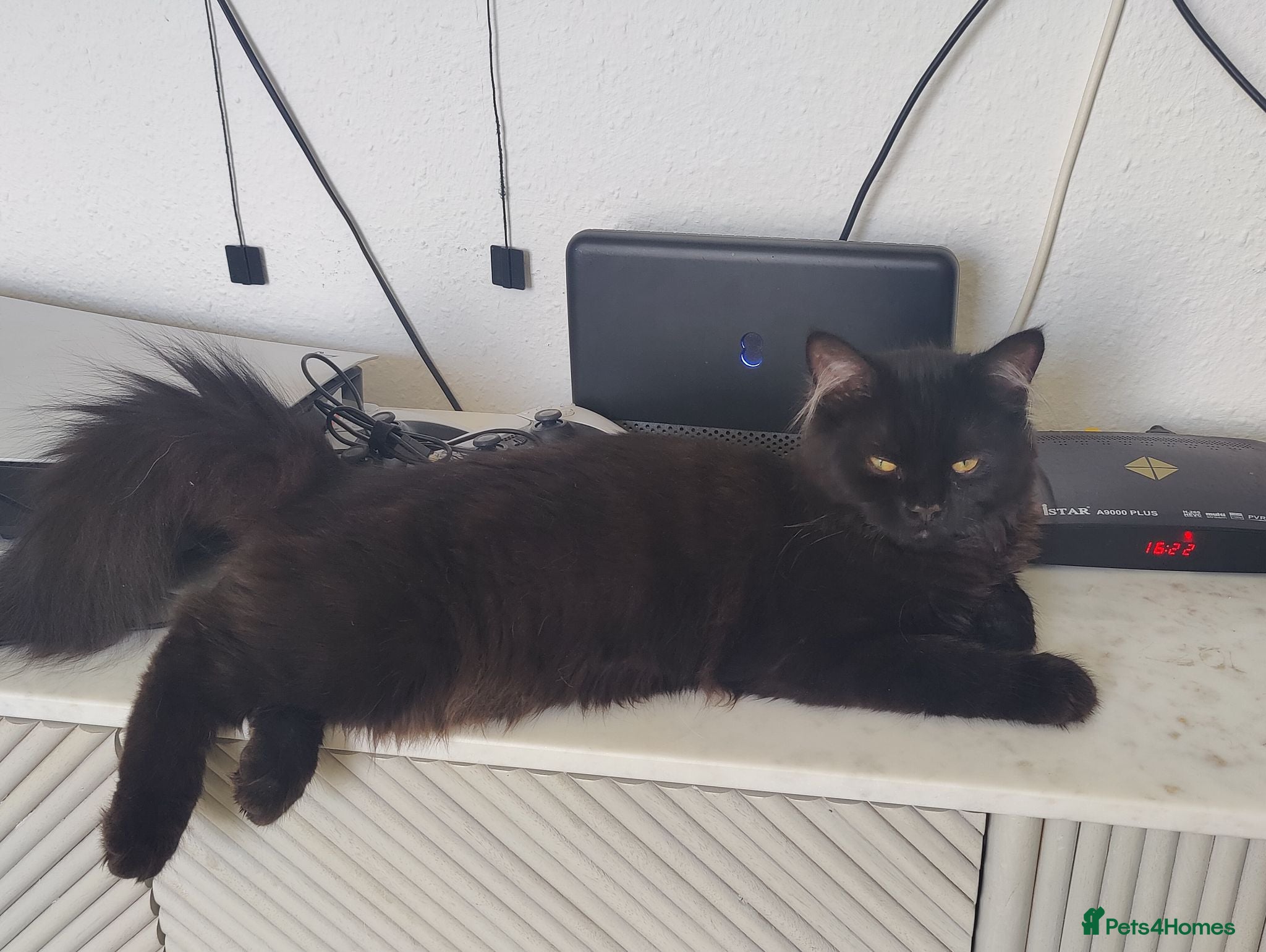 Mixed Breed cats  Persian mix kitten  - Advert 1
