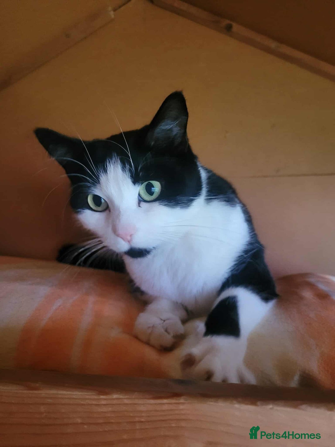 Mixed Breed cats for adoption: JINX. - Image 4