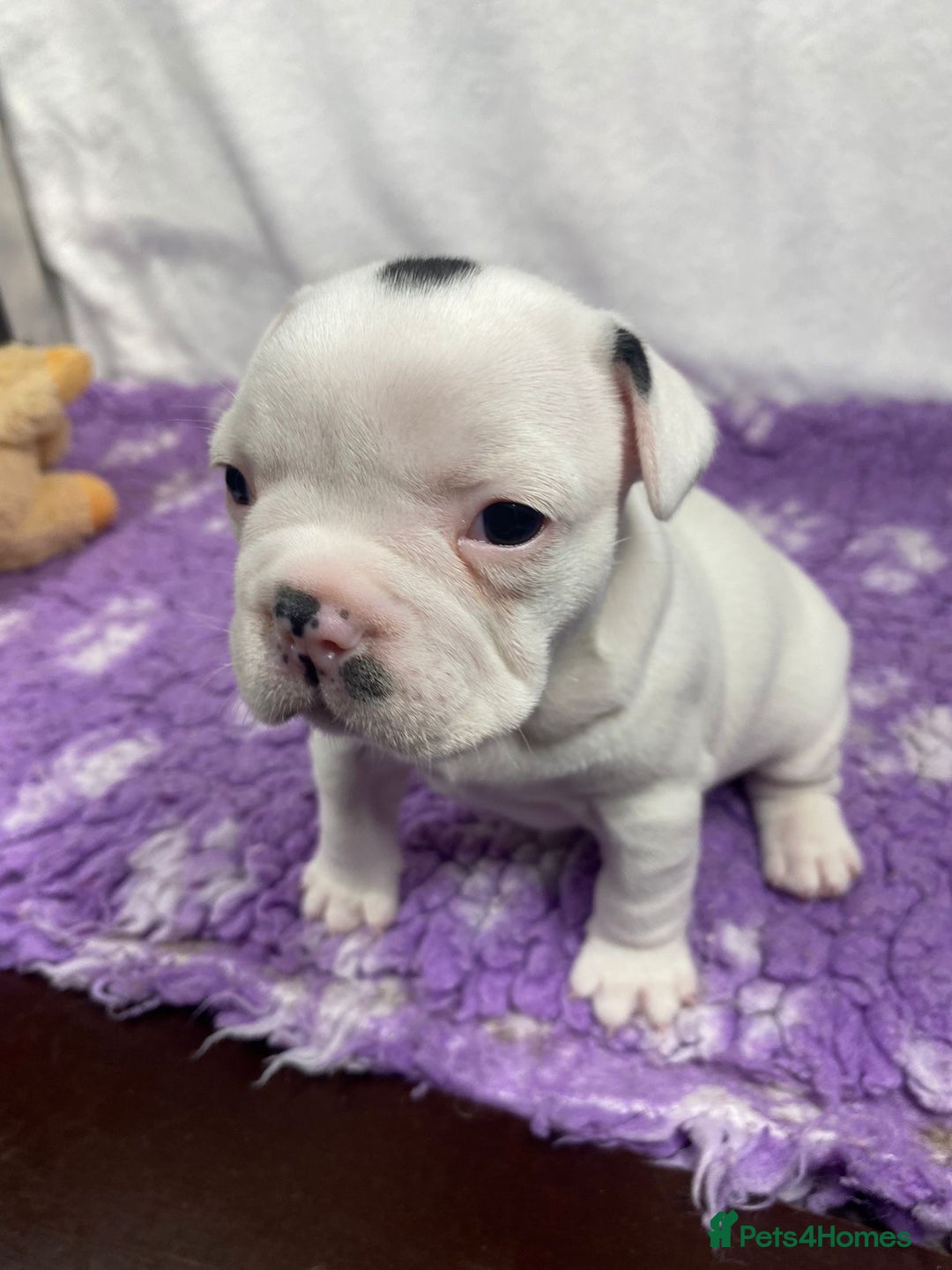 French Bulldog dogs for sale: Patattekind Jimbo - 15th Gen. Purebred French Bulldog puppies - Image 16