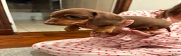 Miniature Dachshund dogs for sale: Miniature dachshund puppies  in Bilston - Advert 20