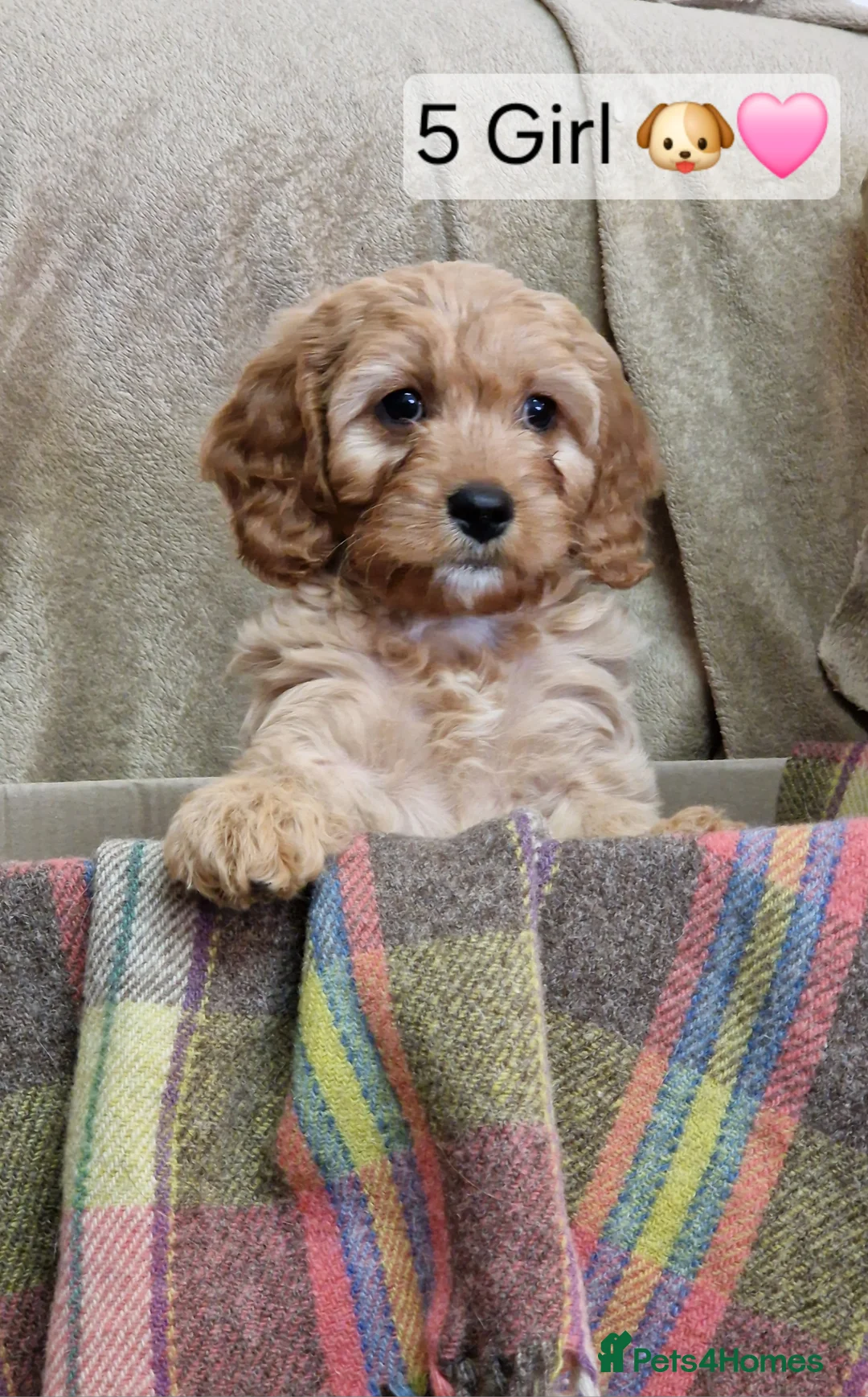 Cavapoo dogs for sale: Cavapoo Bundles of Joy 🥰 - Advert 7